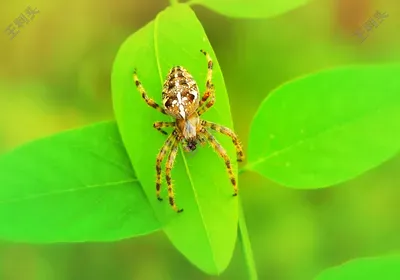 数据库标识符是什么