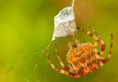 什么是思域运营模式