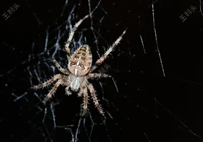 如何控制电脑风扇转速？