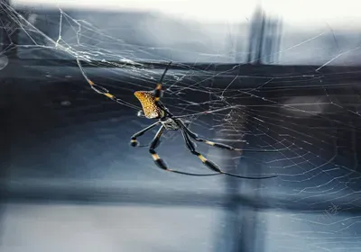 如何查看python有没有pip